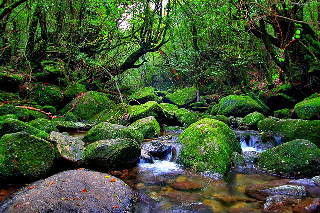 屋久島