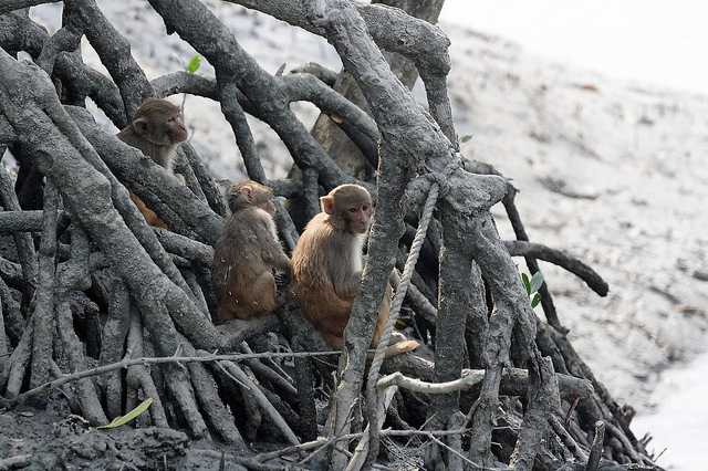 シュンドルボン