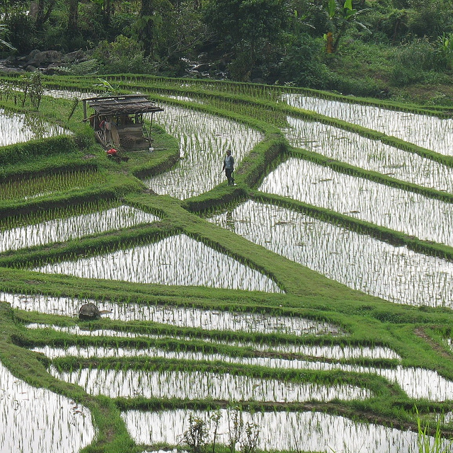 バリの文化的景観：バリ・ヒンドゥー哲学トリ・ヒタ・カラナを表す水利システム「スバック」