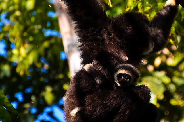 ドン・パヤーイェン‐カオ・ヤイ森林群