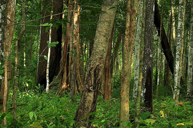 トゥンヤイ-ファイ・カ・ケン野生生物保護区群