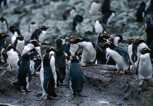 ニュージーランドの亜南極諸島